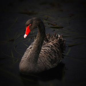 black-swan-cigno nero
